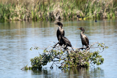 Double-crested Cormorant