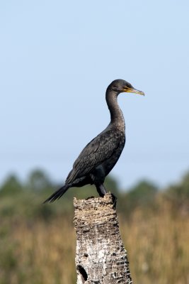 Double-crested Cormorant