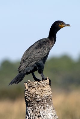 Double-crested Cormorant