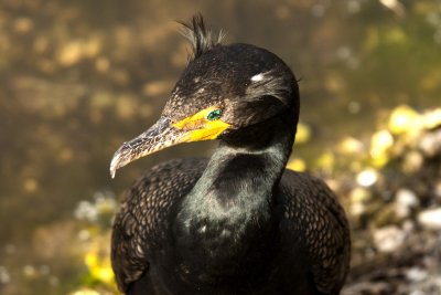 Double-crested Cormorant