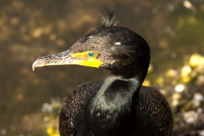 CORMORANT, DOUBLE-CRESTED 