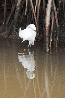 EGRET, SNOWY