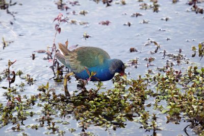 Purple Gallinule