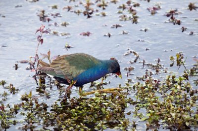 Purple Gallinule