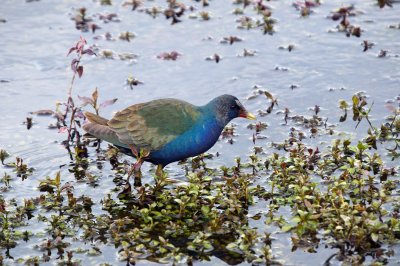 Purple Gallinule