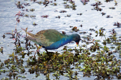 Purple Gallinule