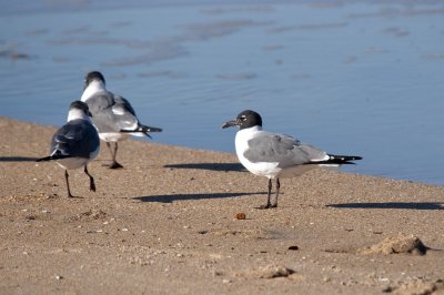 Laughing Gull