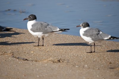 Laughing Gull