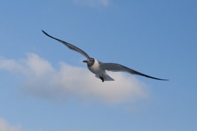 Laughing Gull