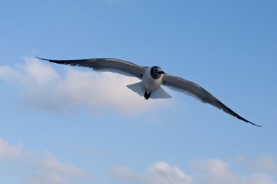 Laughing Gull