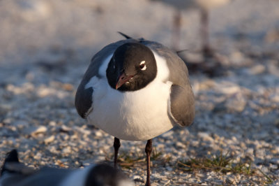 Laughing Gull