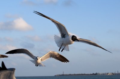 Laughing Gull