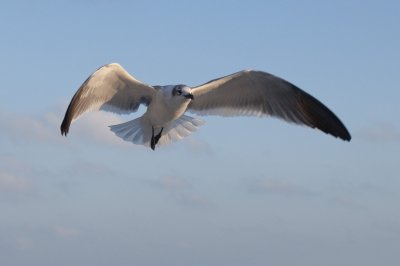 Laughing Gull