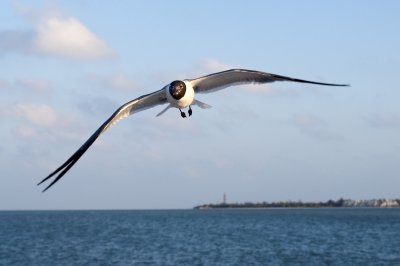 Laughing Gull