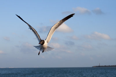 Laughing Gull