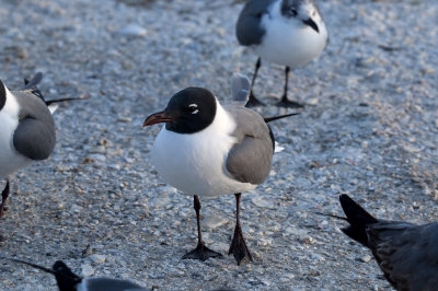 Laughing Gull