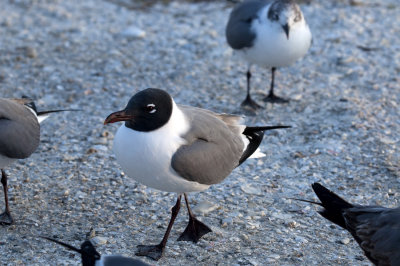 Laughing Gull