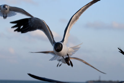 Laughing Gull