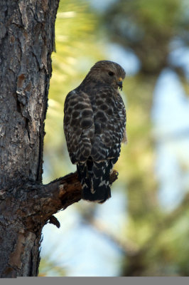 Red-Shouldered Hawk