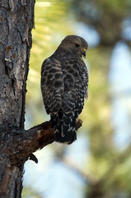 Red-Shouldered Hawk