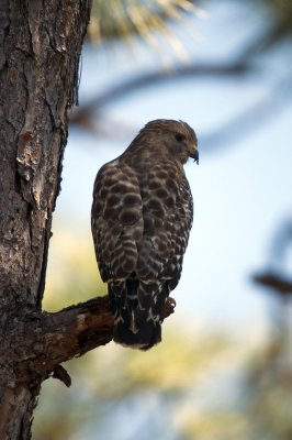 Red-Shouldered Hawk