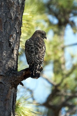 Red-Shouldered Hawk