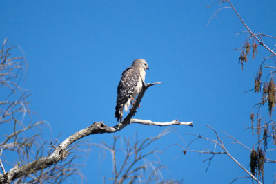 Red-Shouldered Hawk