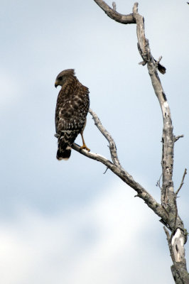Red-Shouldered Hawk