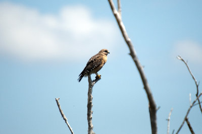 Red-Shouldered Hawk