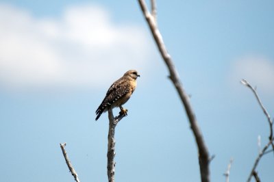 Red-Shouldered Hawk