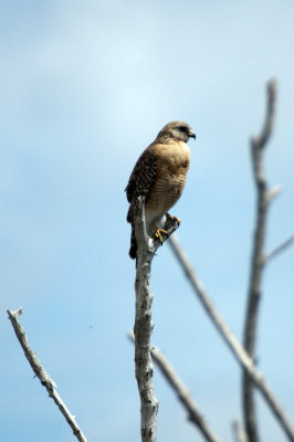 Red-Shouldered Hawk