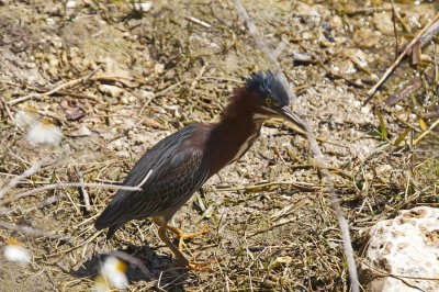 Green Heron