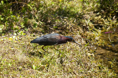 Green Heron