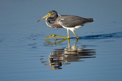 Tri-Colored Heron