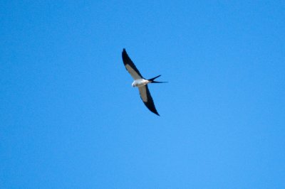 Swallow-Tailed Kite