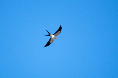 Swallow-Tailed Kite