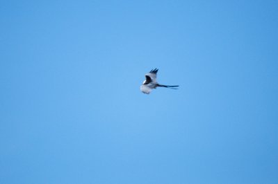 Swallow-Tailed Kite