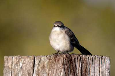 Mocking Bird