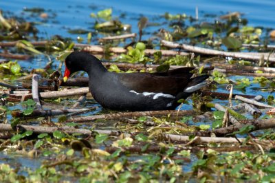 Moorhen