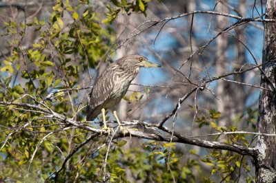 NIGHT-HERON, BLACK-CROWNED