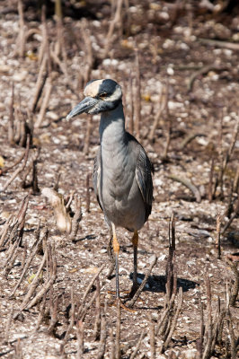 NIGHT-HERON, YELLOW-CROWNED