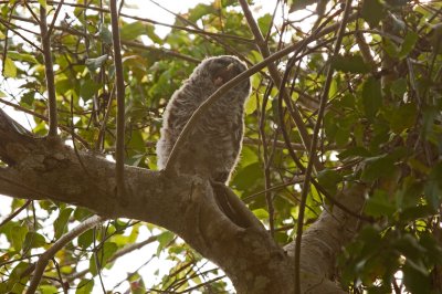 Barred Owl Fledgling