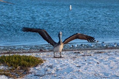 Brown Pelican