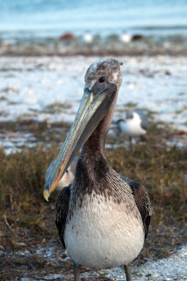 Brown Pelican