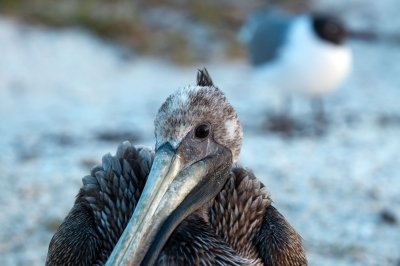 Brown Pelican