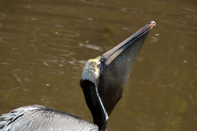 Brown Pelican