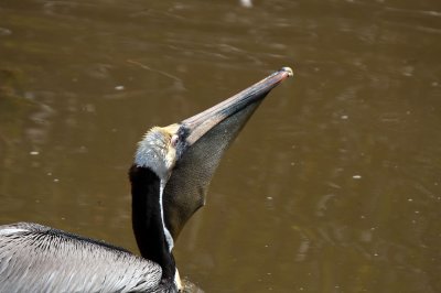 Brown Pelican