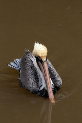 Brown Pelican