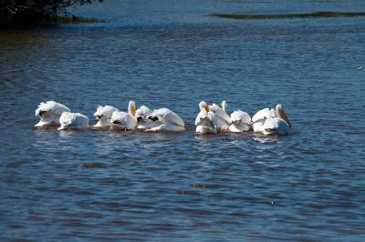 White Pelican