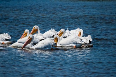 White Pelican